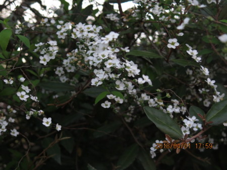 f:id:hibi2tiyo:20180401175922j:image f:id:hibi2tiyo:20180401175922j:image