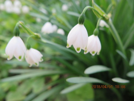 f:id:hibi2tiyo:20180401180843j:image f:id:hibi2tiyo:20180401180843j:image