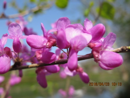f:id:hibi2tiyo:20180403101331j:image f:id:hibi2tiyo:20180403101331j:image