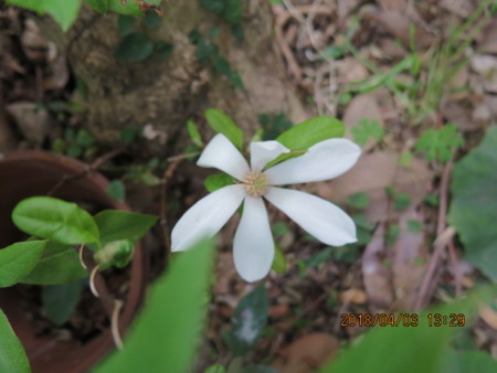 f:id:hibi2tiyo:20180403132910j:image f:id:hibi2tiyo:20180403132910j:image