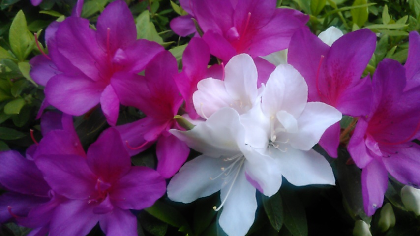 f:id:hibi333zakkan:20180418032213j:plain f:id:hibi333zakkan:20180418032213j:plain