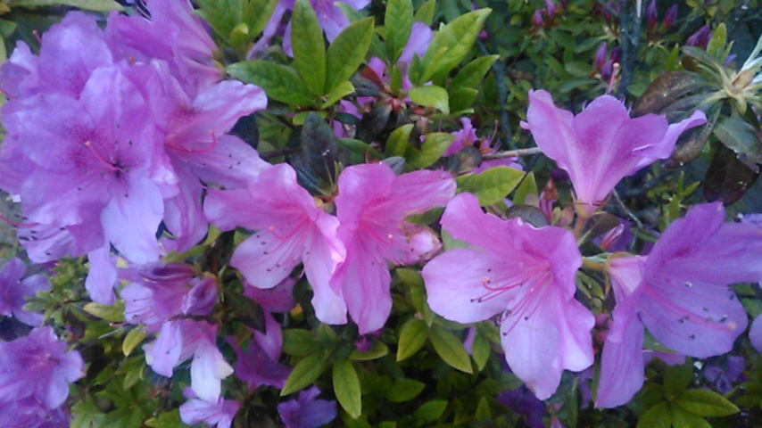 f:id:hibi333zakkan:20180418032301j:plain f:id:hibi333zakkan:20180418032301j:plain