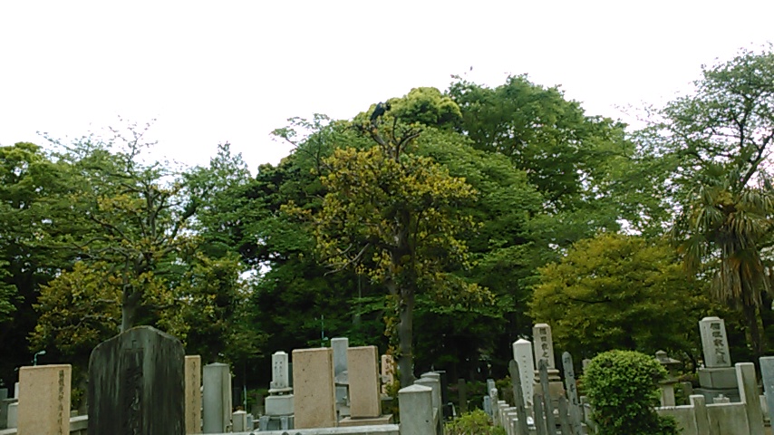 f:id:hibi333zakkan:20180428212128j:plain f:id:hibi333zakkan:20180428212128j:plain
