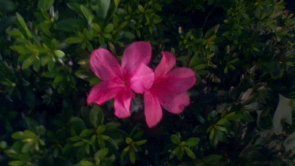 f:id:hibi333zakkan:20180613234434j:plain f:id:hibi333zakkan:20180613234434j:plain