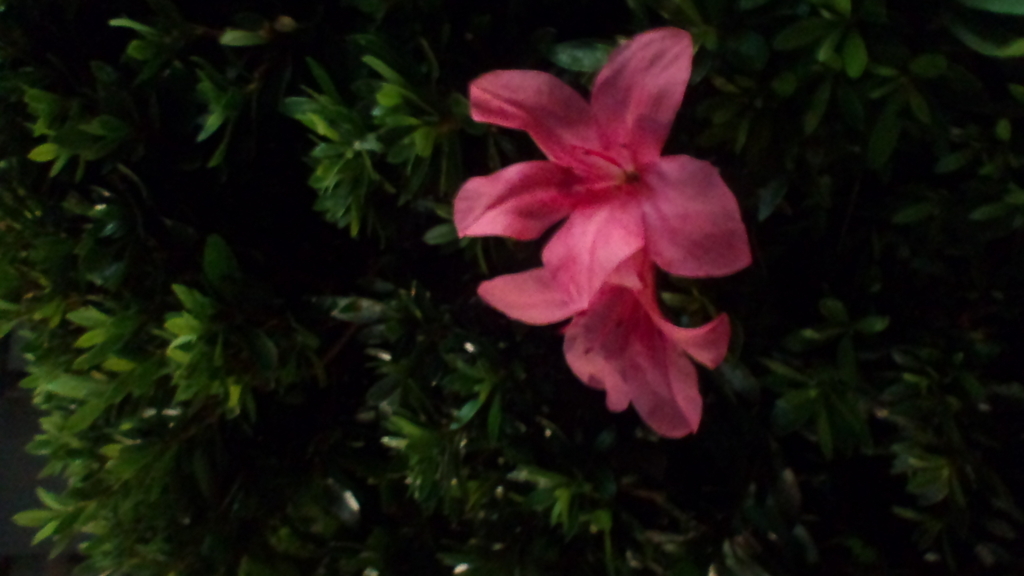 f:id:hibi333zakkan:20180613234630j:plain f:id:hibi333zakkan:20180613234630j:plain