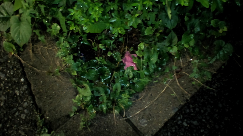 f:id:hibi333zakkan:20180613235824j:plain f:id:hibi333zakkan:20180613235824j:plain