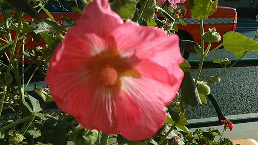 f:id:hibi333zakkan:20180702000732j:plain f:id:hibi333zakkan:20180702000732j:plain