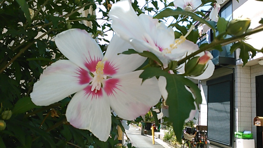 f:id:hibi333zakkan:20180702000819j:plain f:id:hibi333zakkan:20180702000819j:plain