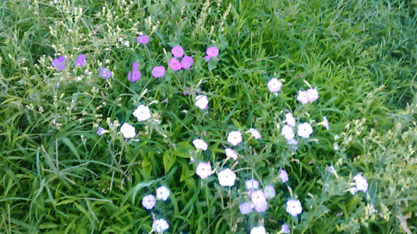 f:id:hibi333zakkan:20180702001343j:plain f:id:hibi333zakkan:20180702001343j:plain