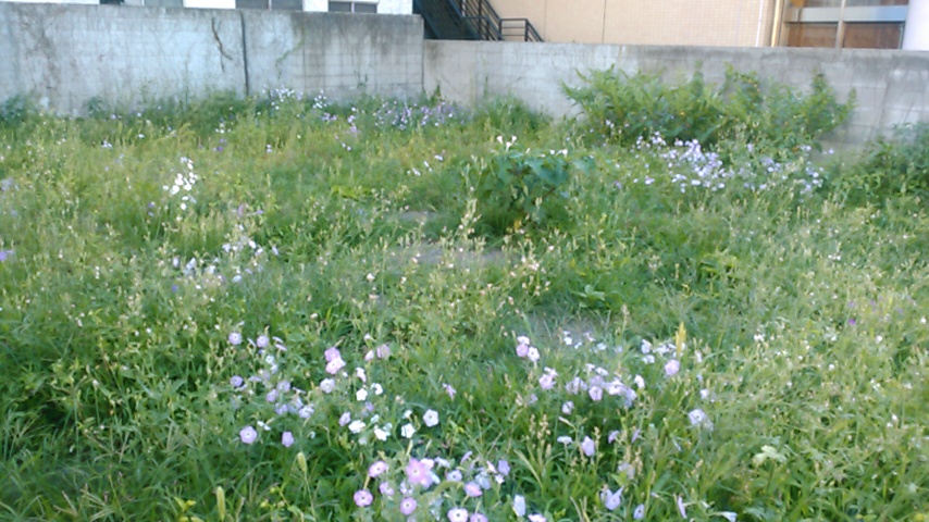 f:id:hibi333zakkan:20180702001437j:plain f:id:hibi333zakkan:20180702001437j:plain