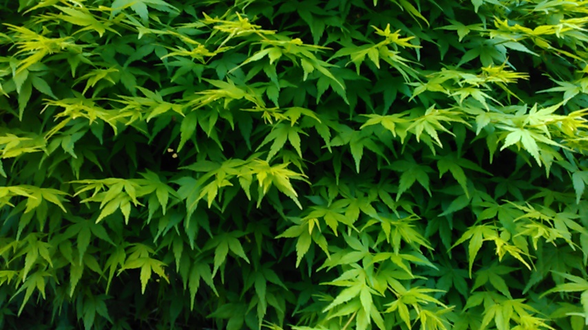 f:id:hibi333zakkan:20190423012737j:plain f:id:hibi333zakkan:20190423012737j:plain