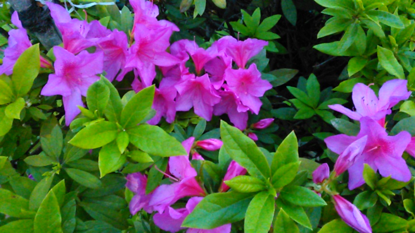f:id:hibi333zakkan:20190423012817j:plain f:id:hibi333zakkan:20190423012817j:plain