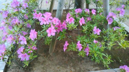 f:id:hibi333zakkan:20190509174506j:plain f:id:hibi333zakkan:20190509174506j:plain