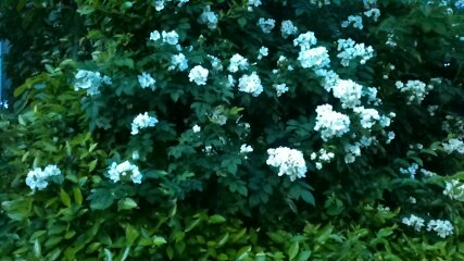 f:id:hibi333zakkan:20190509174542j:plain f:id:hibi333zakkan:20190509174542j:plain