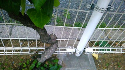 f:id:hibi333zakkan:20190509174912j:plain f:id:hibi333zakkan:20190509174912j:plain