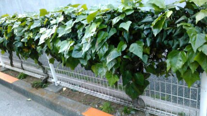 f:id:hibi333zakkan:20190509174945j:plain f:id:hibi333zakkan:20190509174945j:plain