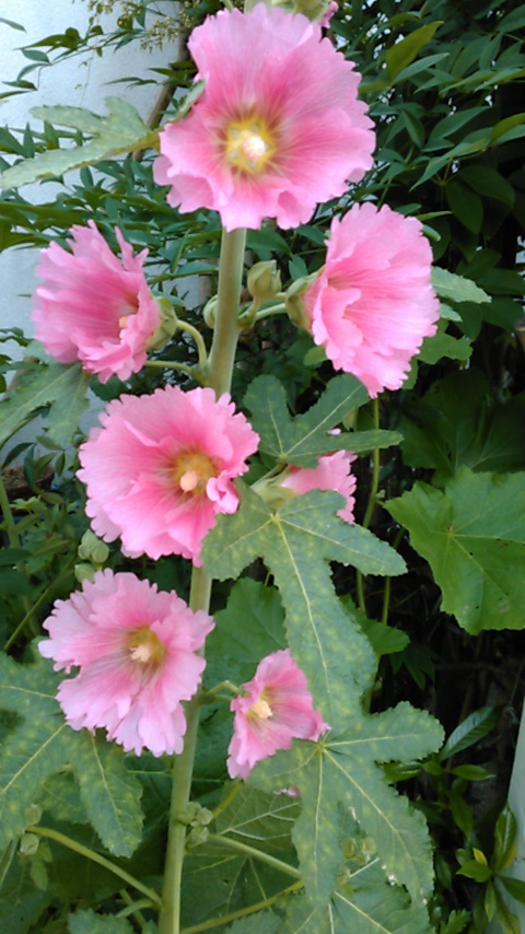 f:id:hibi333zakkan:20190525022826j:plain f:id:hibi333zakkan:20190525022826j:plain
