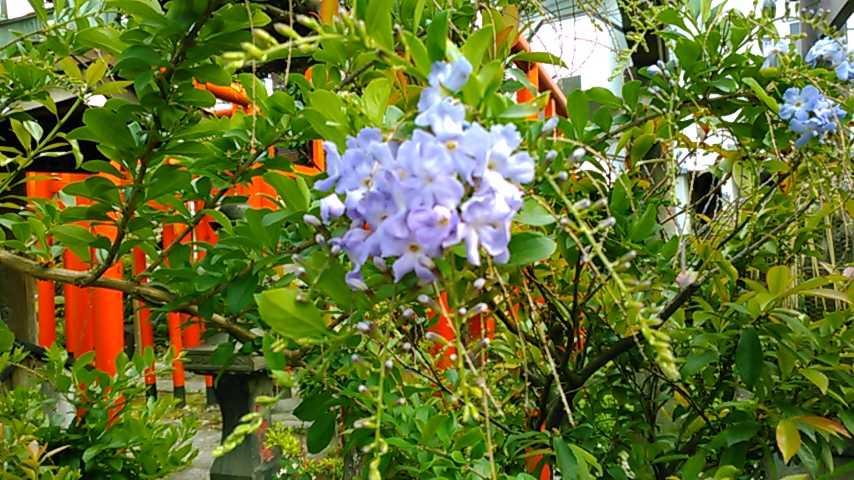 f:id:hibi333zakkan:20190525023112j:plain f:id:hibi333zakkan:20190525023112j:plain