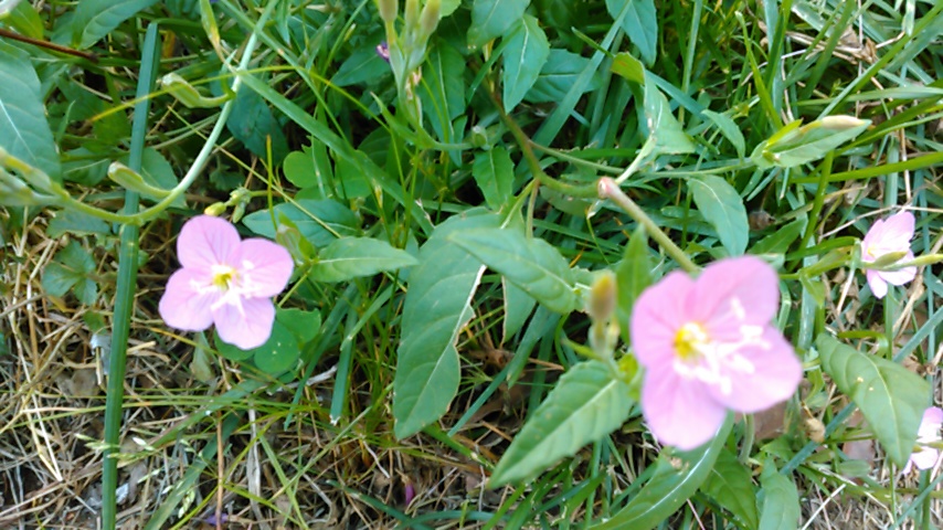 f:id:hibi333zakkan:20190525023158j:plain f:id:hibi333zakkan:20190525023158j:plain