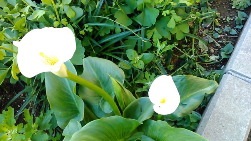 f:id:hibi333zakkan:20190525023334j:plain f:id:hibi333zakkan:20190525023334j:plain