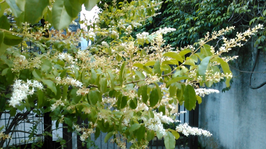 f:id:hibi333zakkan:20190525024005j:plain f:id:hibi333zakkan:20190525024005j:plain