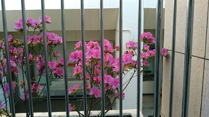 f:id:hibi333zakkan:20190526012037j:plain f:id:hibi333zakkan:20190526012037j:plain