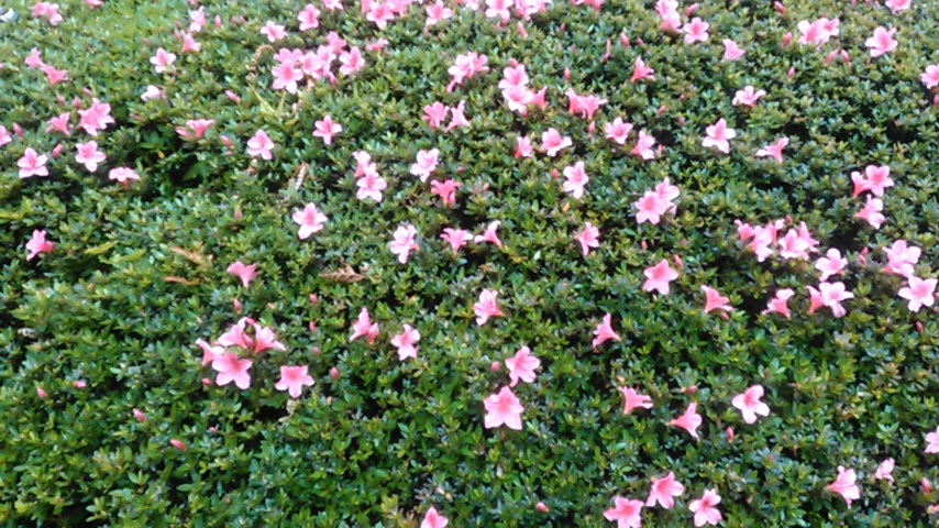 f:id:hibi333zakkan:20190526012409j:plain f:id:hibi333zakkan:20190526012409j:plain