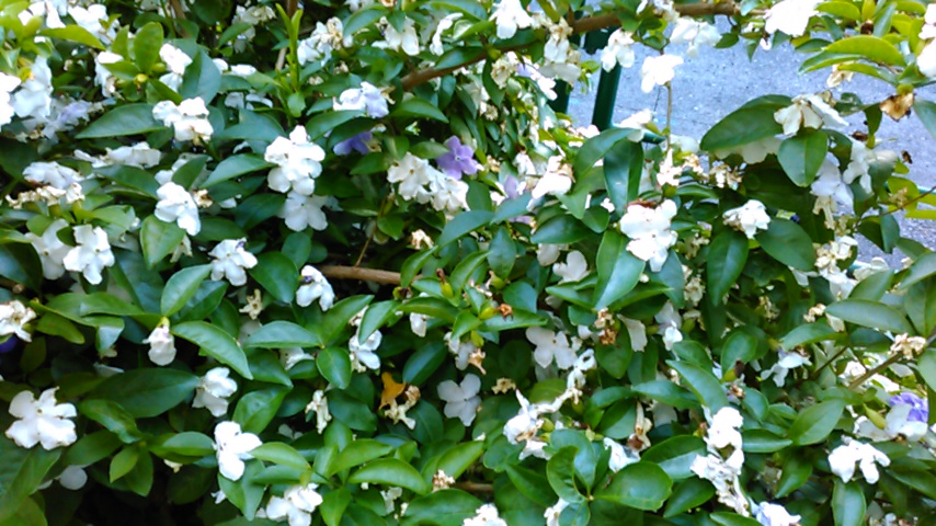 f:id:hibi333zakkan:20190526013159j:plain f:id:hibi333zakkan:20190526013159j:plain