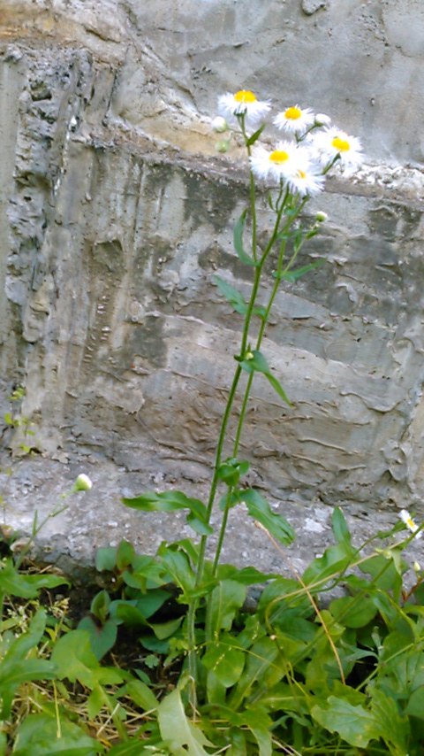 f:id:hibi333zakkan:20190526014843j:plain f:id:hibi333zakkan:20190526014843j:plain
