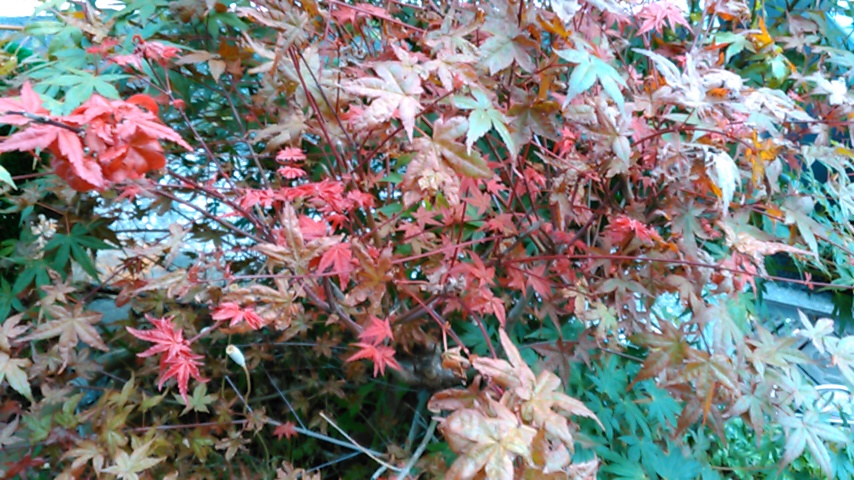 f:id:hibi333zakkan:20190530035218j:plain f:id:hibi333zakkan:20190530035218j:plain