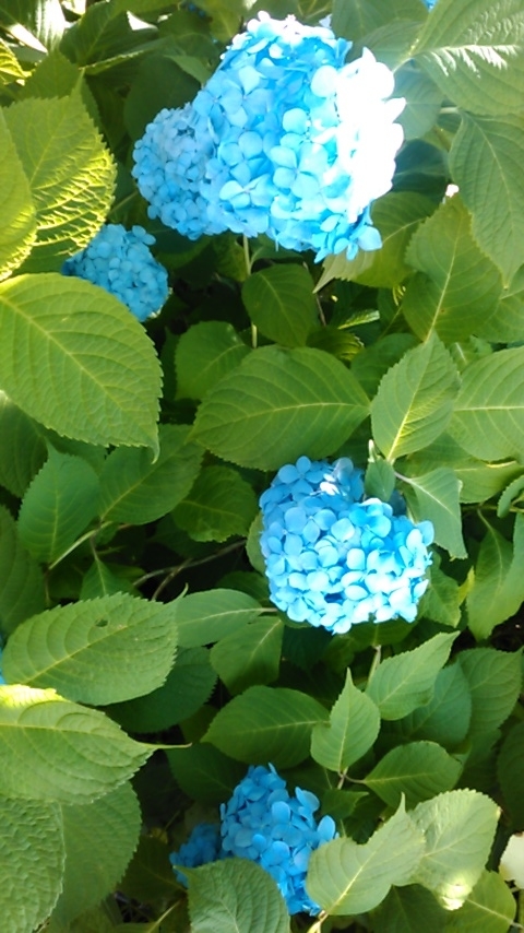 f:id:hibi333zakkan:20190620000900j:plain f:id:hibi333zakkan:20190620000900j:plain