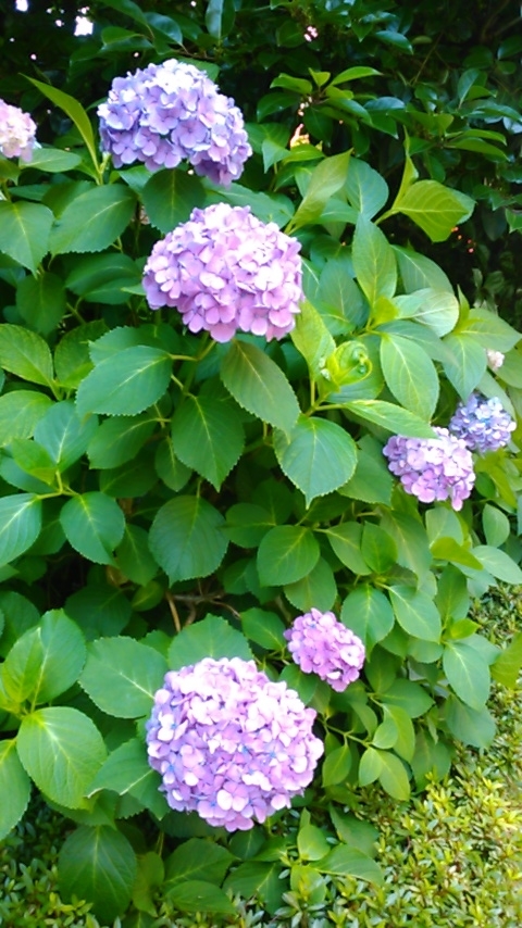 f:id:hibi333zakkan:20190622001750j:plain f:id:hibi333zakkan:20190622001750j:plain