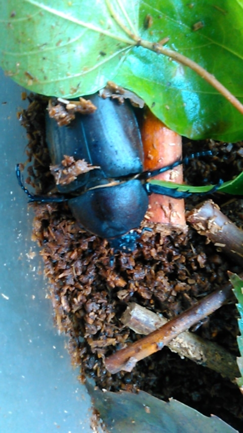 f:id:hibi333zakkan:20190904143213j:plain f:id:hibi333zakkan:20190904143213j:plain