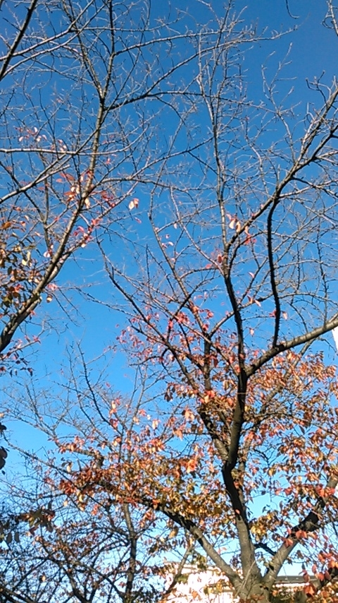 f:id:hibi333zakkan:20191130114542j:plain f:id:hibi333zakkan:20191130114542j:plain