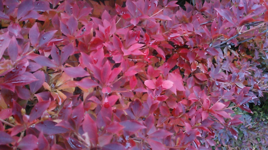 f:id:hibi333zakkan:20191130115411j:plain f:id:hibi333zakkan:20191130115411j:plain