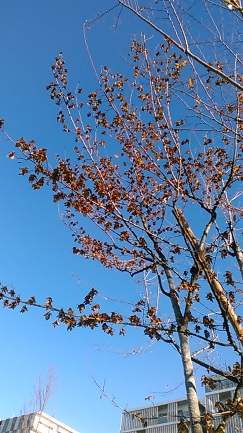 f:id:hibi333zakkan:20191130120051j:plain f:id:hibi333zakkan:20191130120051j:plain