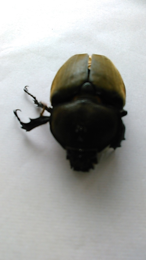 f:id:hibi333zakkan:20200808150119j:plain f:id:hibi333zakkan:20200808150119j:plain