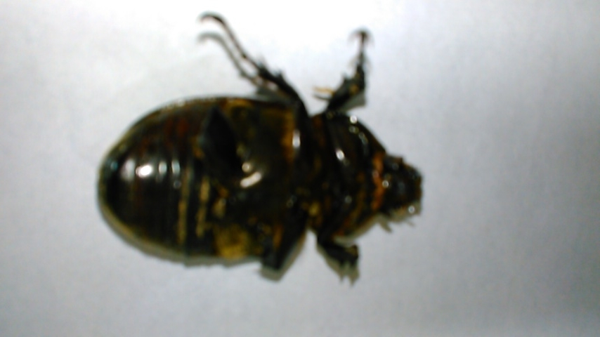 f:id:hibi333zakkan:20200808150206j:plain f:id:hibi333zakkan:20200808150206j:plain