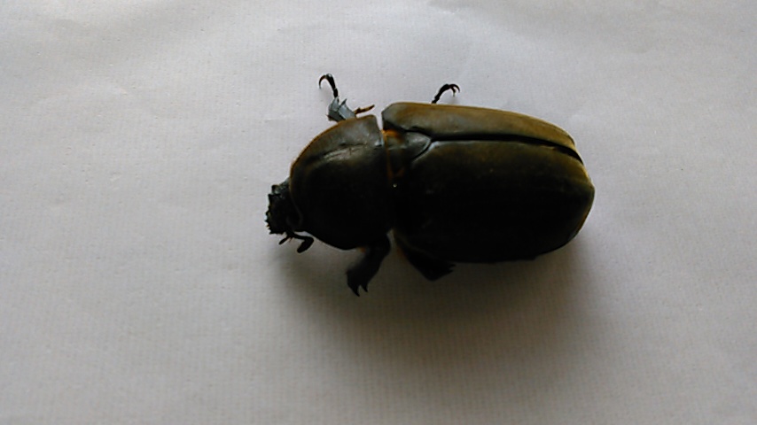 f:id:hibi333zakkan:20200808150405j:plain f:id:hibi333zakkan:20200808150405j:plain