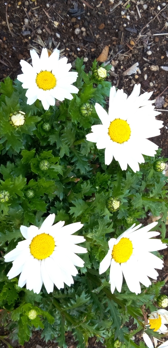 f:id:hibi333zakkan:20220401140230j:plain