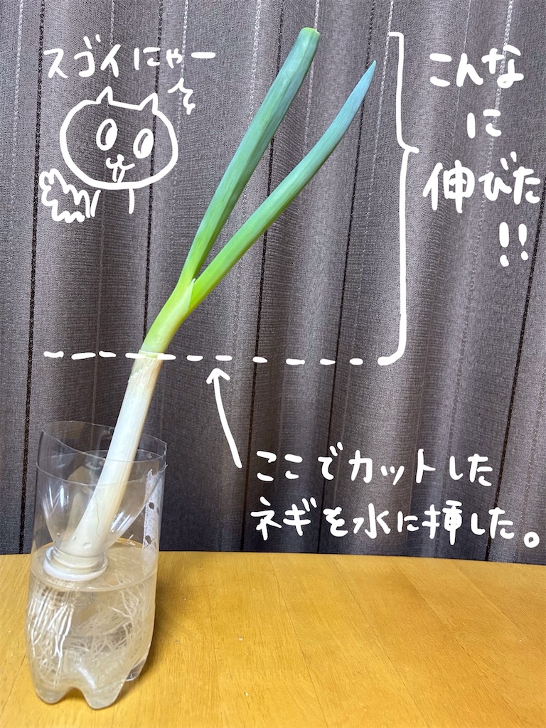 f:id:hibinan:20250608223303j:image