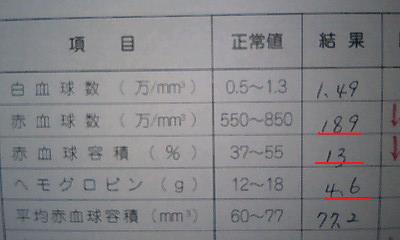 大切な 大切なリォンリ 日々 早々と