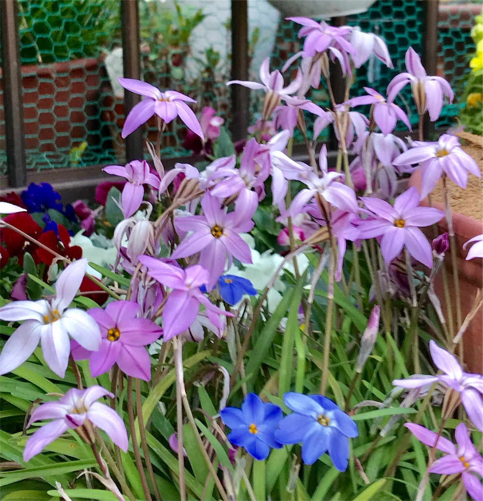 f:id:hibinokurasikata:20190415171955j:image