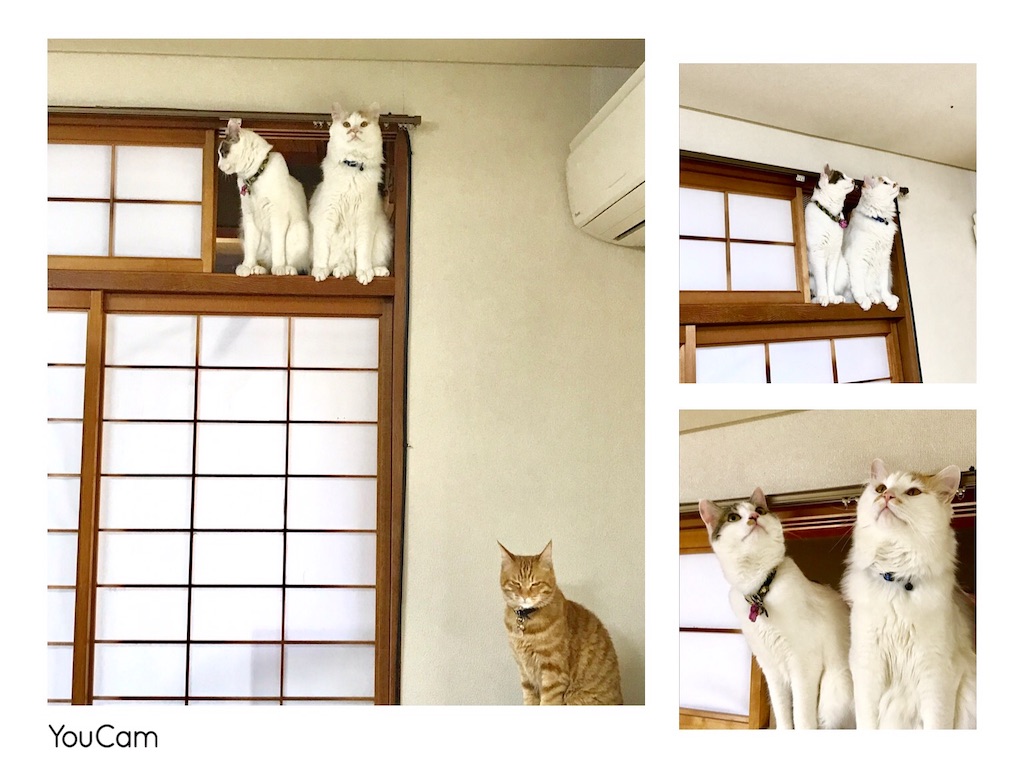f:id:hibinokurasikata:20190502164206j:image