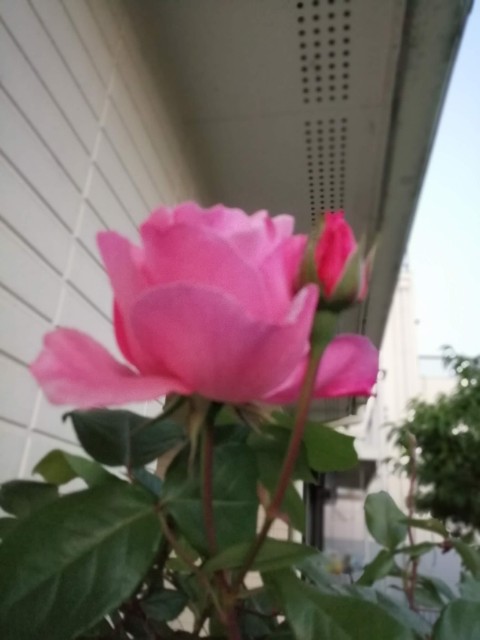 f:id:hibinouturoi:20250501214650j:image