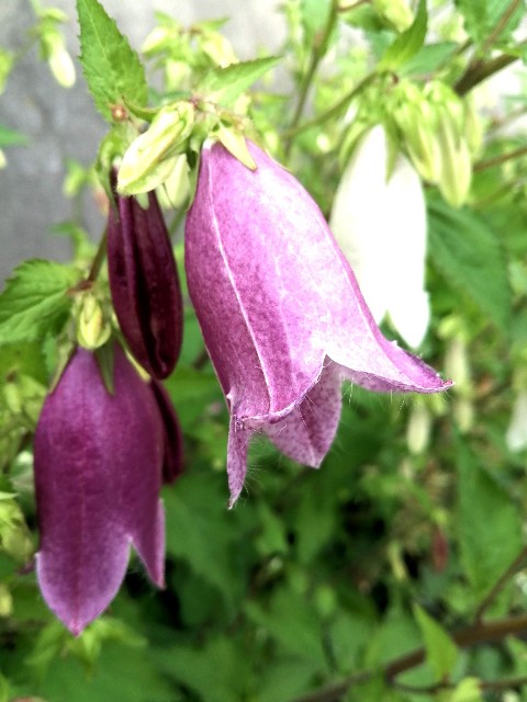 f:id:hibinouturoi:20250521174746j:image f:id:hibinouturoi:20250521174746j:image