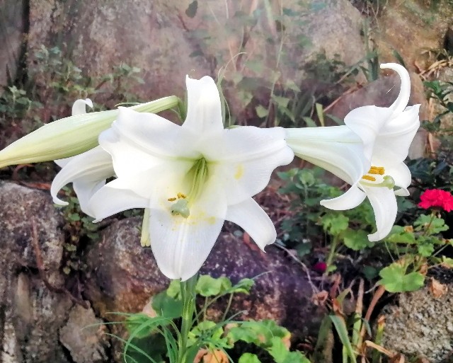 f:id:hibinouturoi:20250816164422j:image f:id:hibinouturoi:20250816164422j:image