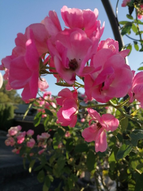 f:id:hibinouturoi:20250916182305j:image f:id:hibinouturoi:20250916182305j:image