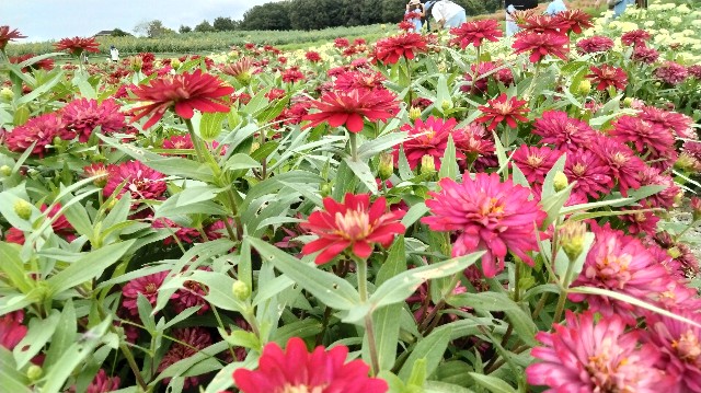 f:id:hibinouturoi:20250923151455j:image f:id:hibinouturoi:20250923151455j:image