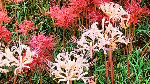 f:id:hibinouturoi:20251002214614j:image f:id:hibinouturoi:20251002214614j:image